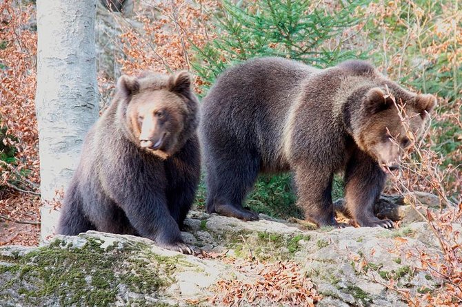 Bearwatching Hiking Day Tour in High Tatras from Poprad - Why a 4:00 am start works for bearwatching in the High Tatras
