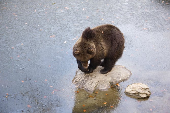 Bearwatching Hiking Day Tour in High Tatras from Poprad - Erik’s bearwatching approach: learn behavior, not just spotting