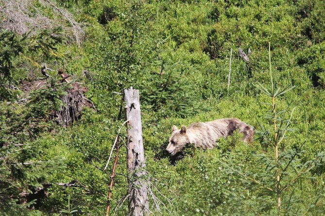 Bearwatching Hiking Day Tour in High Tatras from Poprad - Binoculars, park fees, and why the $301.70 price can be fair value