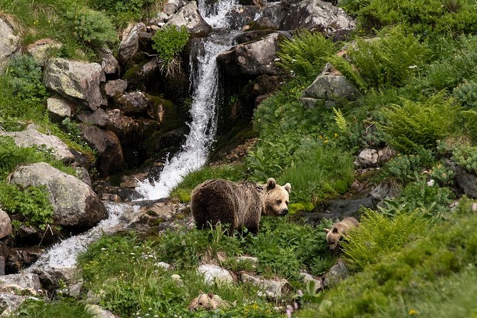 Bearwatching Hiking Day Tour in High Tatras from Poprad - What to pack for all-weather early-morning conditions