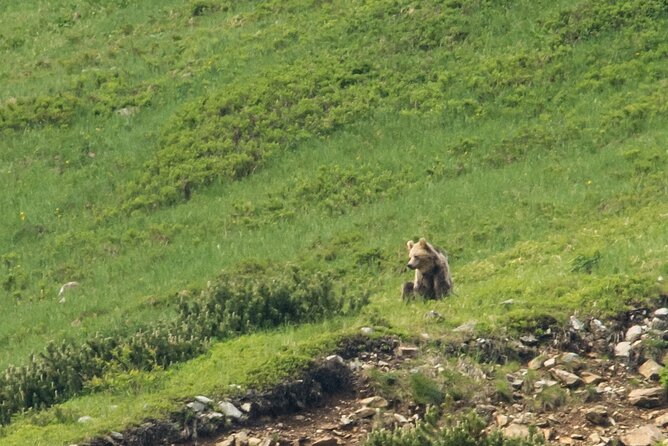 Bearwatching Hiking Day Tour in High Tatras from Poprad - Should you book this bearwatching hiking day tour in the High Tatras?