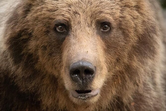Bearwatching Hiking Day Tour in High Tatras from Poprad - Poprad pickup to a max-8-group morning hike