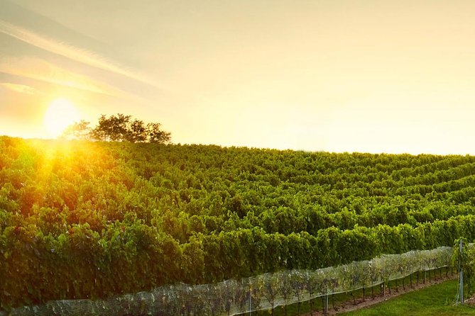 Great Wine Tour in Small Carpathian Hills - Key highlights worth your time