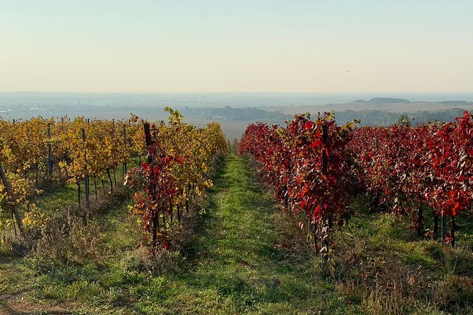 Great Wine Tour in Small Carpathian Hills - Modra wine tasting in a traditional cellar, six samples that help you find your style