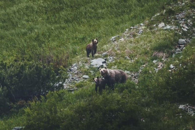 High Tatras: Bearwatching Hiking Tour in Slovakia - Key Points You’ll Care About