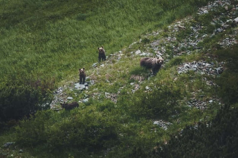 High Tatras: Bearwatching Hiking Tour in Slovakia - High Tatras Bearwatching Starts in Podbanské