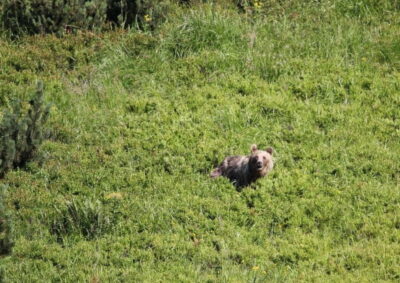 High Tatras: Bearwatching Hiking Tour in Slovakia