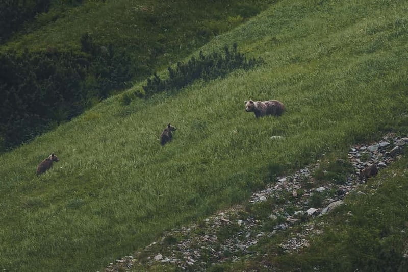 High Tatras: Bearwatching Hiking Tour in Slovakia - What to Bring, and the Rain Reality