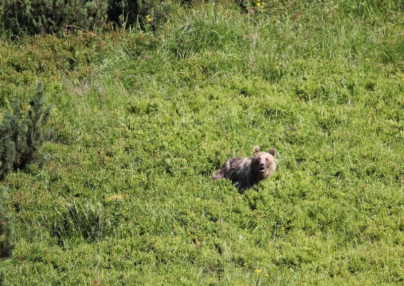 High Tatras: Bearwatching Hiking Tour in Slovakia - What Your 7 Hours Actually Feel Like on the Trail