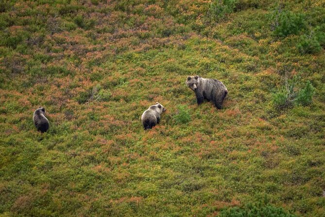Hiking Bear Watching Tour in High Tatras from Podbanske Slovakia - Why Bear Watching in the High Tatras Feels Like More Than a Photo Trip