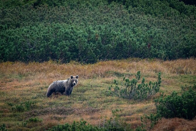 Hiking Bear Watching Tour in High Tatras from Podbanske Slovakia - Podbanské Check-In at 13:00, and How to Plan Your Day