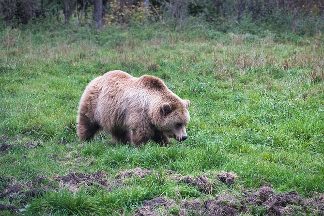Hiking Bear Watching Tour in High Tatras from Podbanske Slovakia - Four Hours of Wild Viewing, With Brown Bear Insights