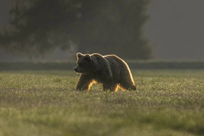 Hiking Bear Watching Tour in High Tatras from Podbanske Slovakia - Encounter Training: What You Learn Before a Close Moment