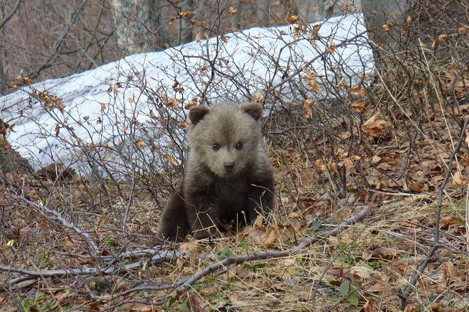 Hiking Bear Watching Tour in High Tatras from Podbanske Slovakia - Binoculars, Scanning, and How the Guide Helps You Actually See