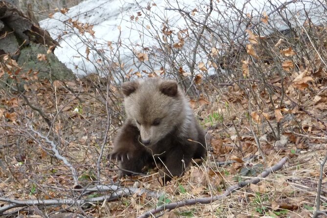 Hiking Bear Watching Tour in High Tatras from Podbanske Slovakia - Private Tour Format in English, and Why It Helps