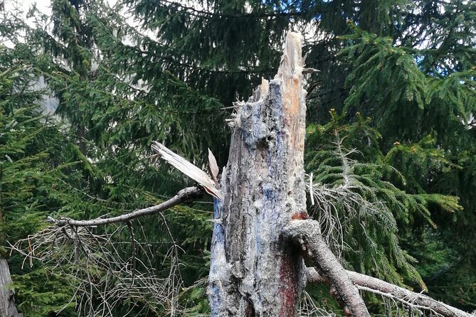 Hiking Bear Watching Tour in High Tatras from Podbanske Slovakia - Seasonal Timing and Weather: The Reality of Bear Country Days