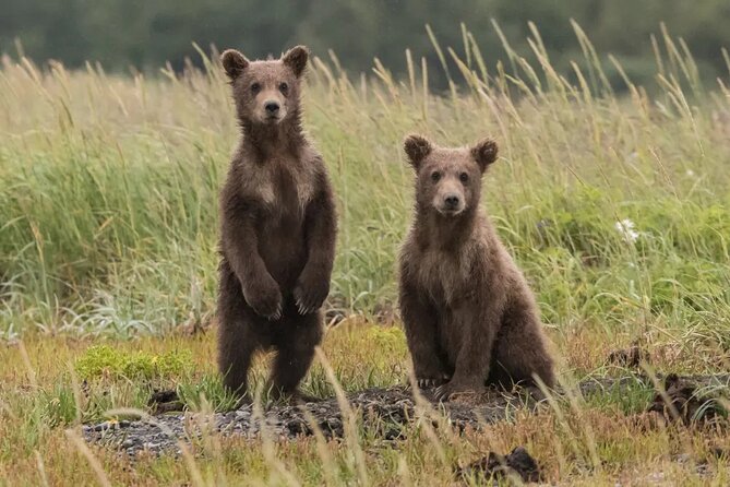 Hiking Bear Watching Tour in High Tatras from Podbanske Slovakia - The 1.5-Hour Valley Hike Through Western Tatras Bear Territory