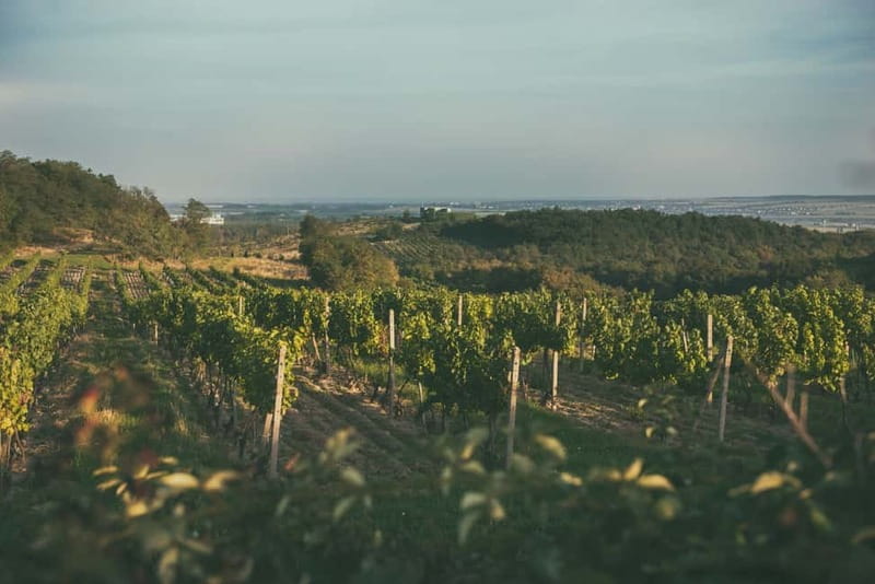 Modra: Private Wine Tasting at a Family-Operated Winery - The cellar tour: old spaces, new methods, and how it all fits together