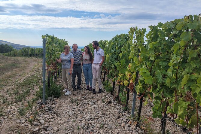 Wine Tasting Tour in Tokaj Wine Region Slovakia. With transport - Borša lunch break at F. Rákóczi II: reset time with local food choices